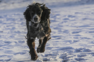 Beautiful dog photography by Michelle Lazur Studios, Ligonier PA