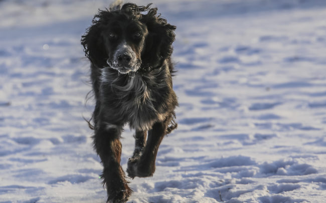 Beautiful dog photography by Michelle Lazur Studios, Ligonier PA