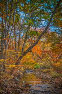 Autumn Stream Fine Art Prints by Michelle Lazur