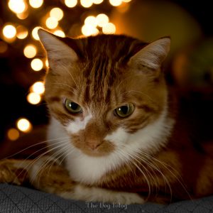 Fur Baby Christmas Photos by Michelle Lazur Photography in Ligonier PA