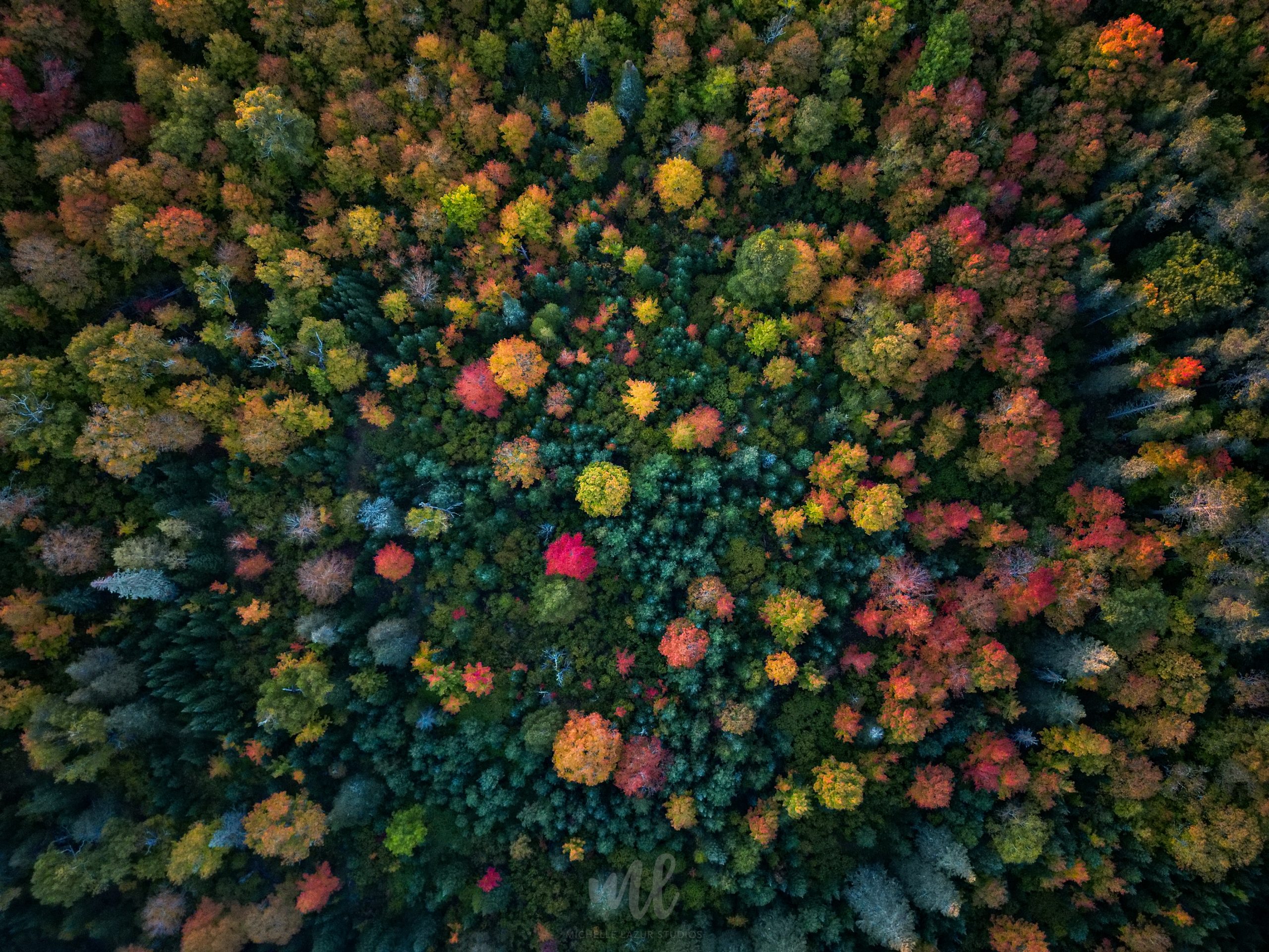 Michelle Lazur Photography